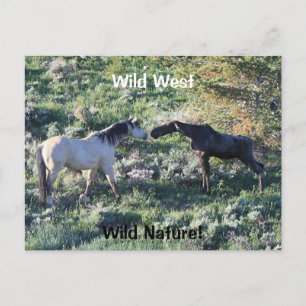 Carte Postale Wild West Wild Nature Drôle Cheval et orignal
