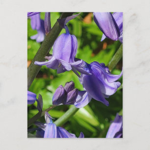 Carte postale Wild Woodlands Bluebell Fleurs