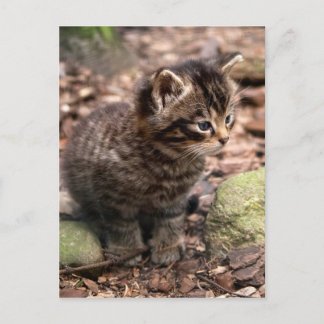 Carte Postale Wildcat Kitten