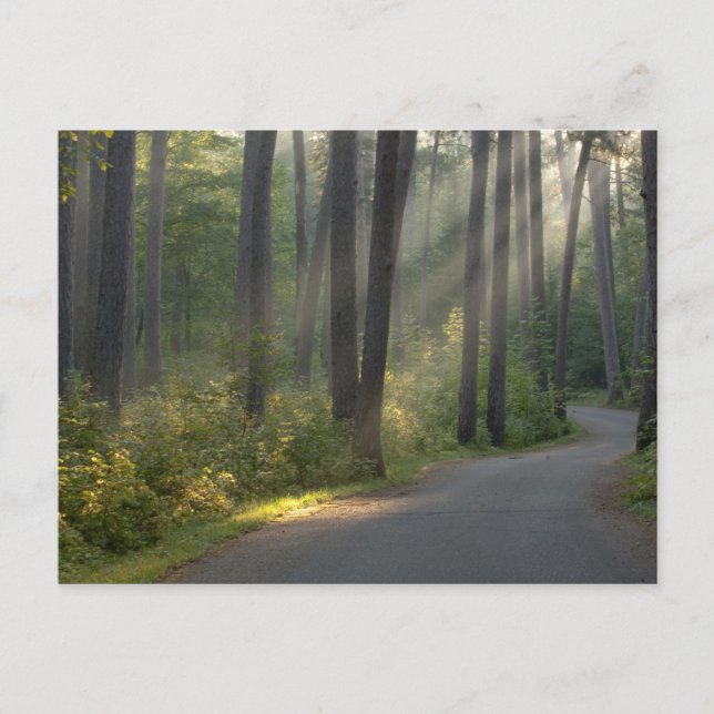 Carte Postale Wilderness Drive, parc d'état d'Itasca, (Devant)