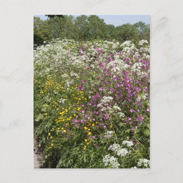 Carte Postale Wildflowers in a Hedgerow Herefordshire England (Devant)