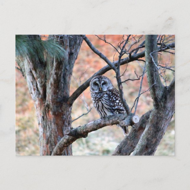 Carte Postale Wildlife Barred Owl Tree Photo (Devant)