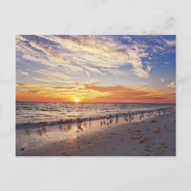 Carte Postale Willets sur une plage de Floride au coucher du sol (Devant)