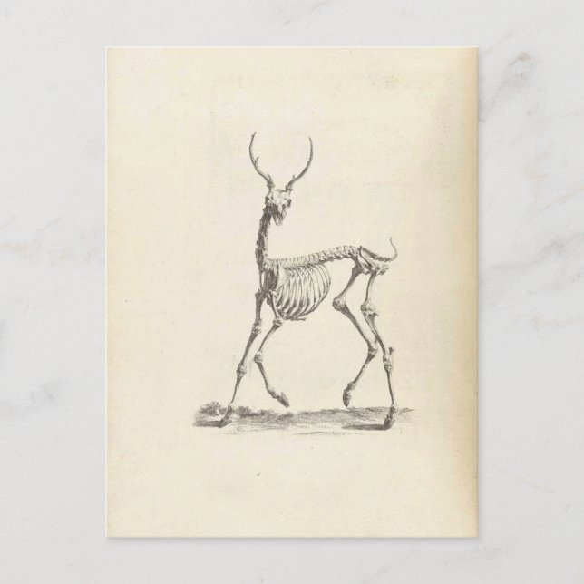 Carte Postale William Cheselden Deer Skeleton (Devant)