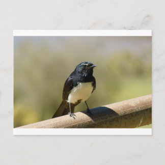 Carte Postale Willie Wagtail