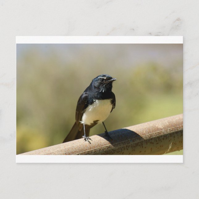 Carte Postale Willie Wagtail (Devant)