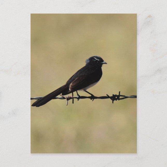 CARTE POSTALE WILLIE WAGTAIL SUR FENCE QUEENSLAND AUSTRALIE (Devant)