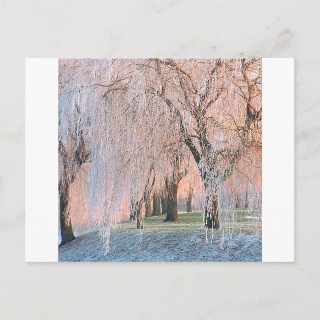 Carte Postale Willow couvert de glace des arbres (Devant)