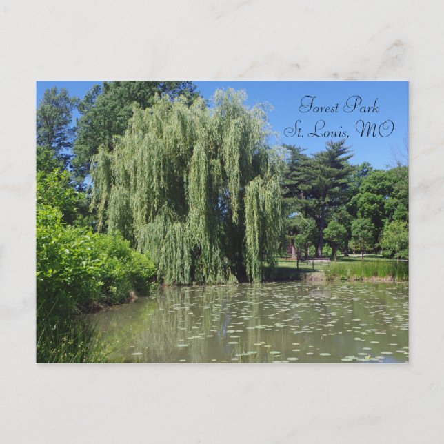 Carte Postale Willow Weeping Forest Park sur Pond (Devant)