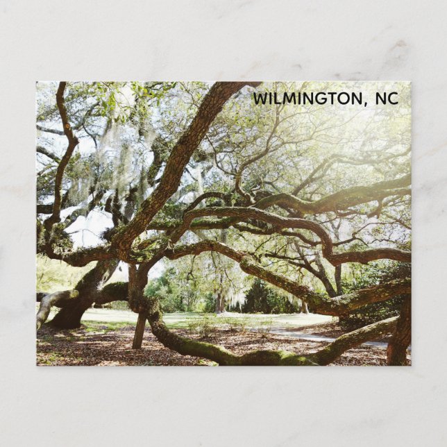 Carte Postale Wilmington North Carolina Airlie Gardens Live Oak (Devant)