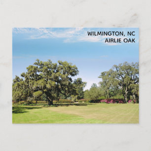 Carte Postale Wilmington North Carolina Airlie Oak Tree