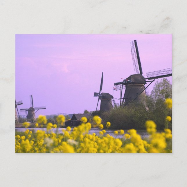 Carte Postale Windmills le long du canal de Kinderdijk, (Devant)