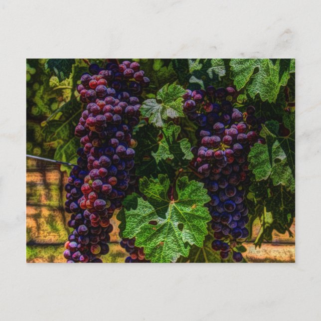 Carte Postale Winery Grapevine sunny tuscany vineyard (Devant)