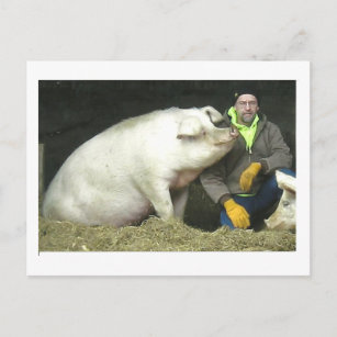 Carte Postale Winston le cochon