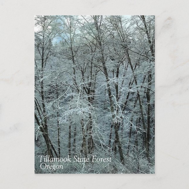 Carte Postale Winter dans la Tillamook State Forest, Oregon (Devant)
