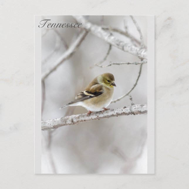 Carte Postale Winter Goldfinch (Devant)