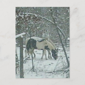 Carte Postale Winter Horses Postcard