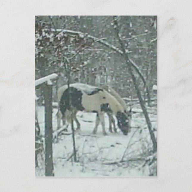 Carte Postale Winter Horses Postcard (Devant)