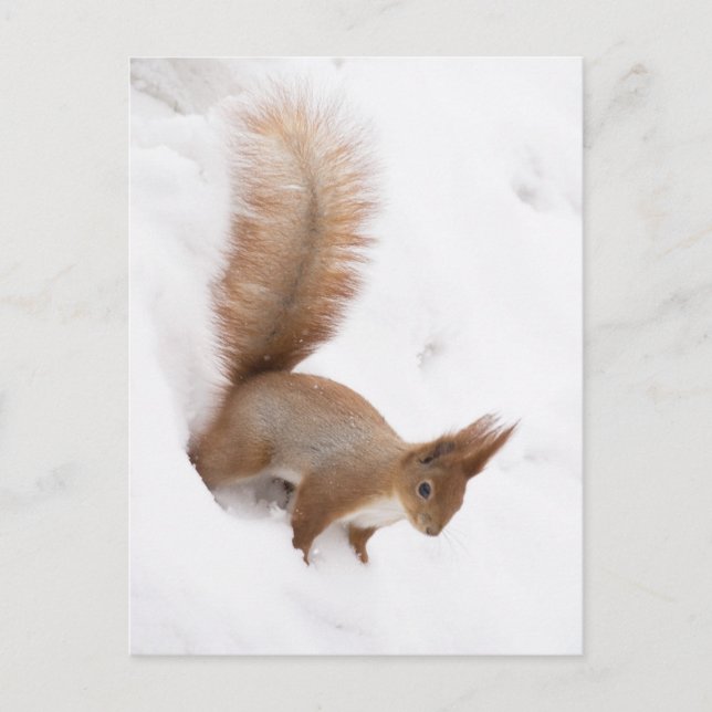 Carte Postale Winter Squirrel (Devant)