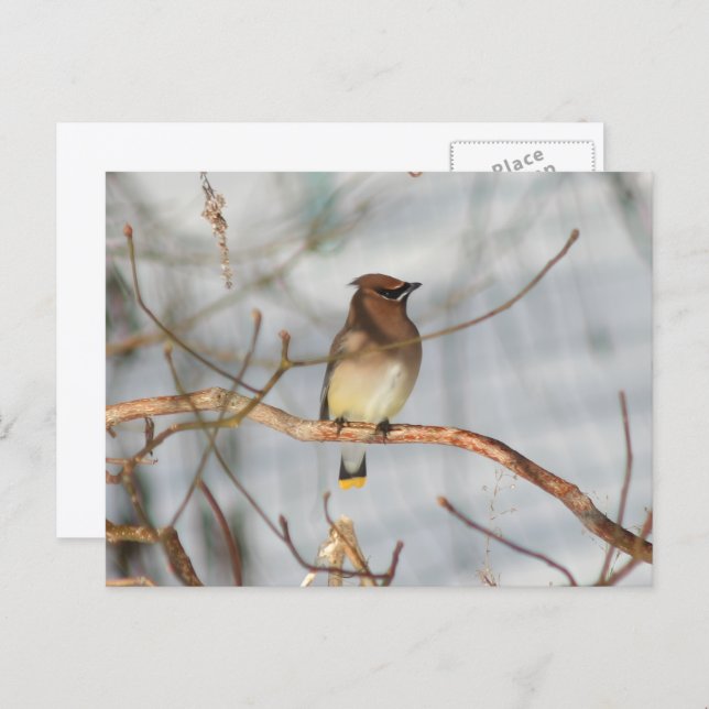Carte Postale Winter Waxwing Wildlife Nature Photo Personalized (Devant / Derrière)