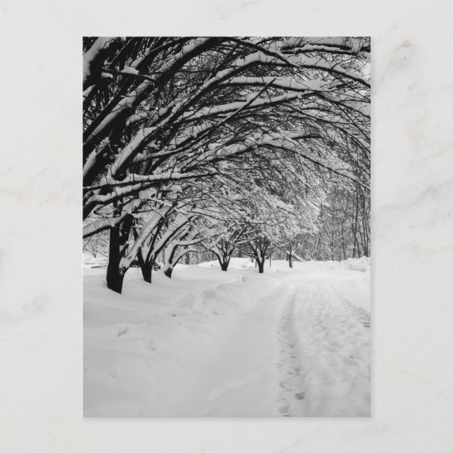 CARTE POSTALE WINTER WONDER (Devant)