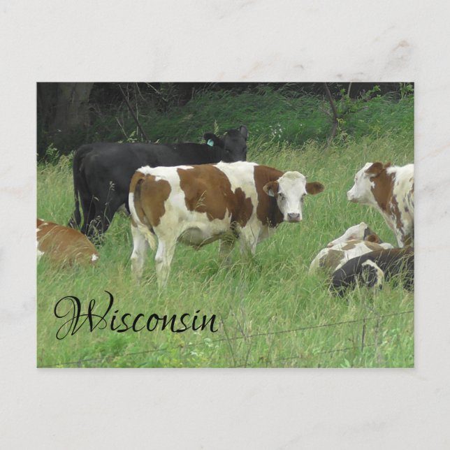 Carte postale Wisconsin avec photo de Vache dans l (Devant)