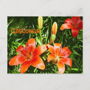 Carte Postale Wisconsin Lillies