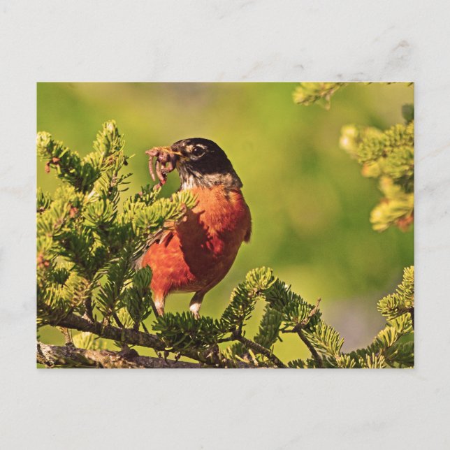 Carte Postale Wisconsin Robin (Devant)