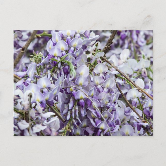 Carte Postale Wisteria (Devant)