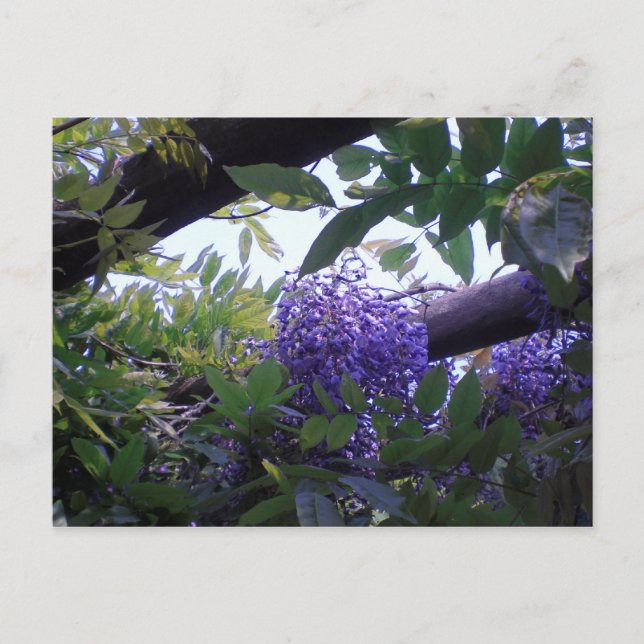 Carte Postale Wisteria (Devant)