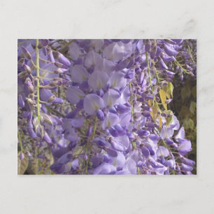 Carte postale Wisteria