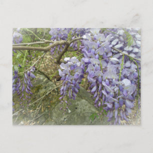 Carte Postale Wisteria dans les bois