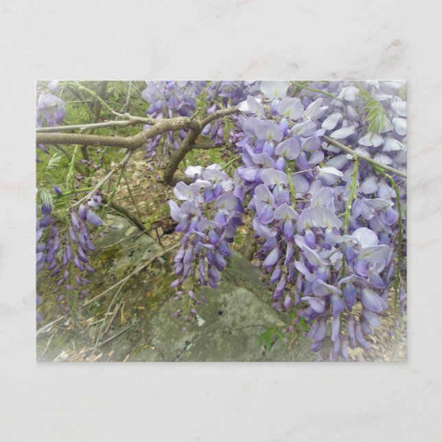 Carte Postale Wisteria dans les bois (Devant)