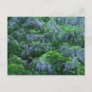 Carte Postale Wisteria japonaise
