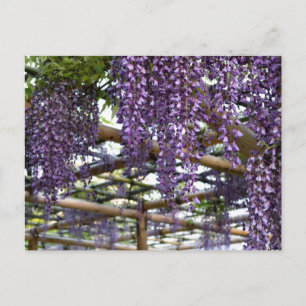 Carte Postale Wisteria Trellis : Kameido Tenjin, Tokyo