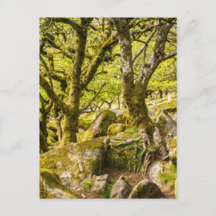 Carte Postale Wistman's Wood Dartmoor Devon Angleterre UK