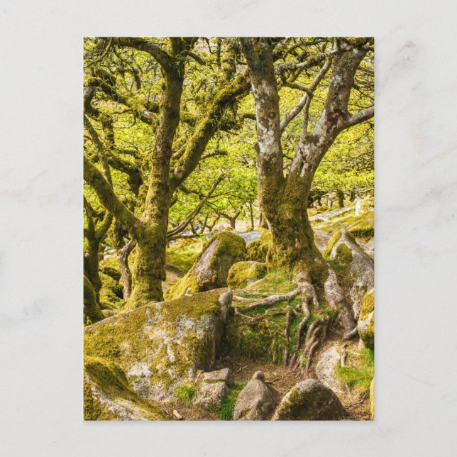 Carte Postale Wistman's Wood Dartmoor Devon Angleterre UK (Devant)