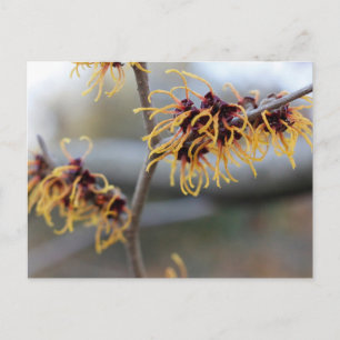 Carte Postale Witch Hazel Closeup