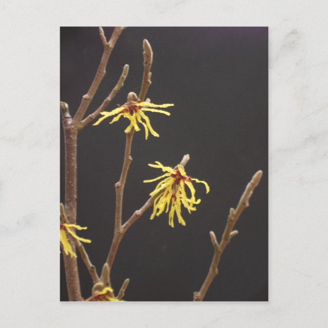 Carte Postale Witel Blossom (Devant)
