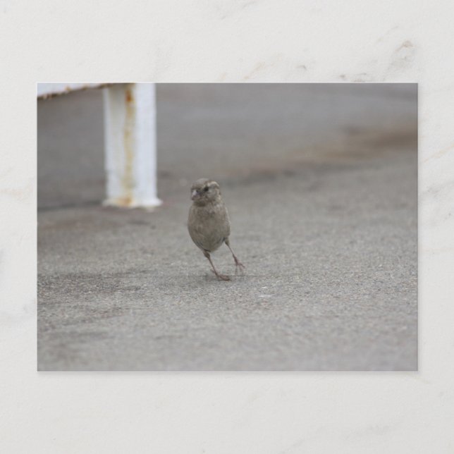 Carte Postale Woah Sparrow! (Devant)