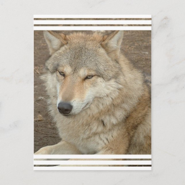 Carte postale Wolf (Devant)
