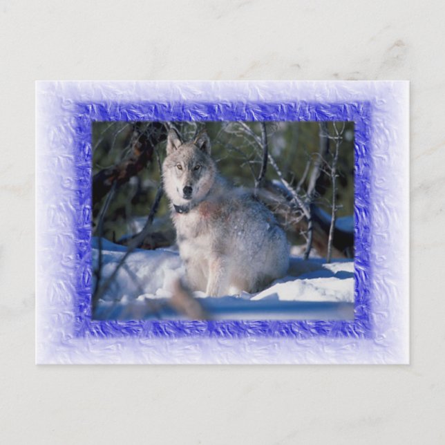 Carte postale Wolf (Devant)