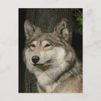 Carte postale Wolf