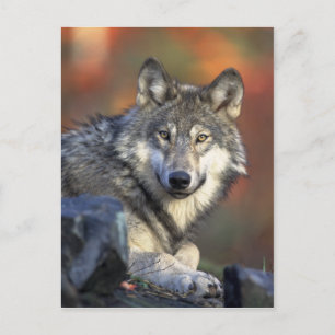 Carte postale Wolf