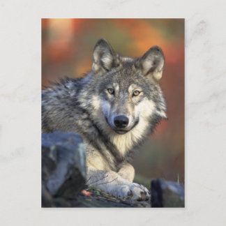 Carte postale Wolf