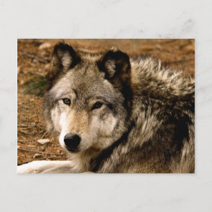 Carte postale Wolf 1630