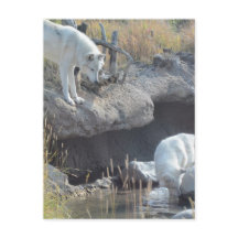 Wolf Animaux Paix Amour Nature Park Wolves Destiny