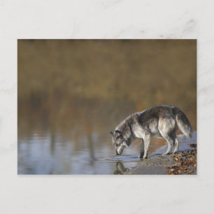 Carte Postale Wolf Boire De L'Eau D'Un Étang