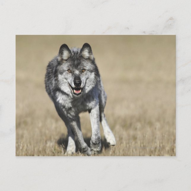 Carte Postale Wolf (Canis Lupus) Courir Vers La Caméra (Devant)