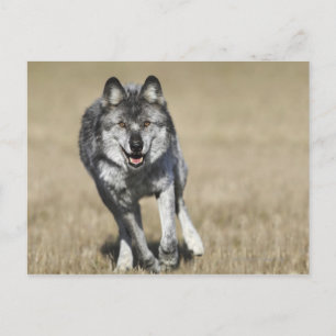 Carte Postale Wolf (Canis Lupus) Courir Vers La Caméra